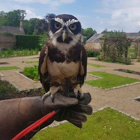 Jersey Falconry