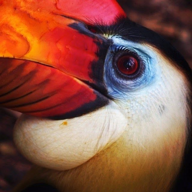 Jersey Zoo