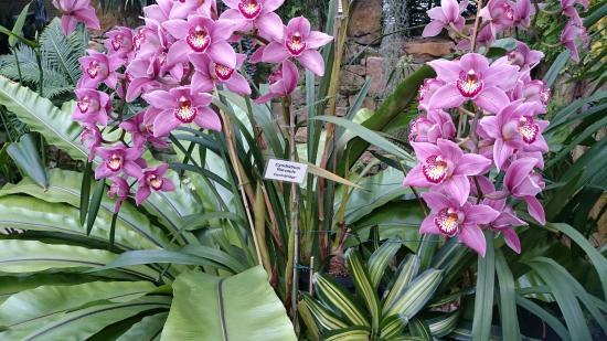 Eric Young Orchid Foundation